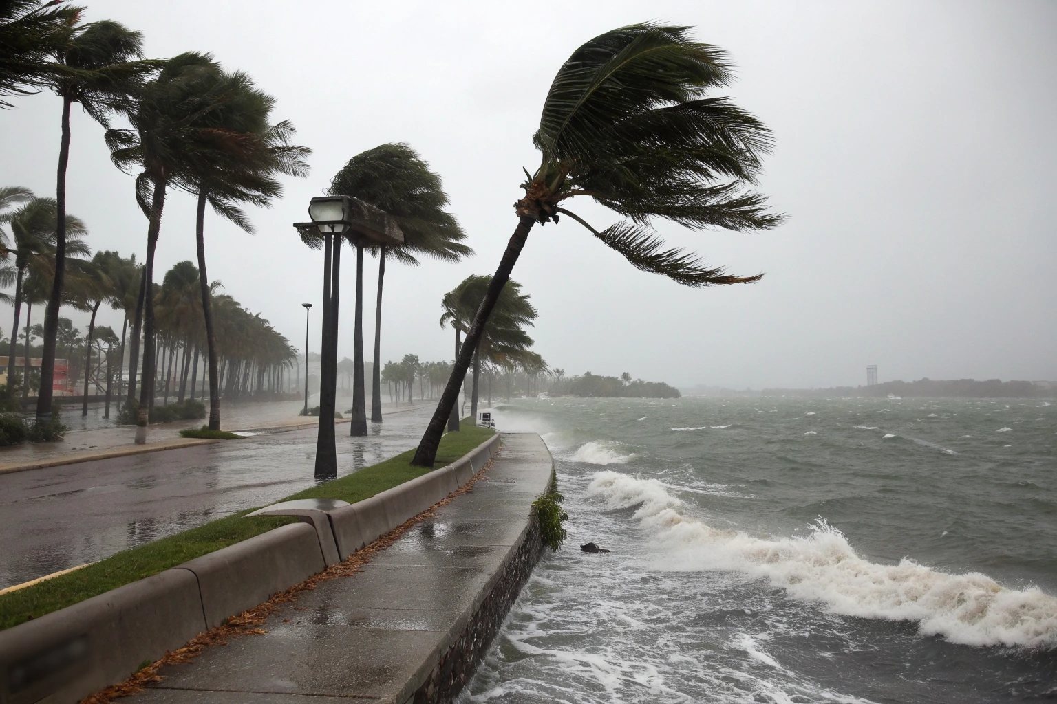 Palm trees bending in hurricane winds along a seawall with whitecaps on the bay