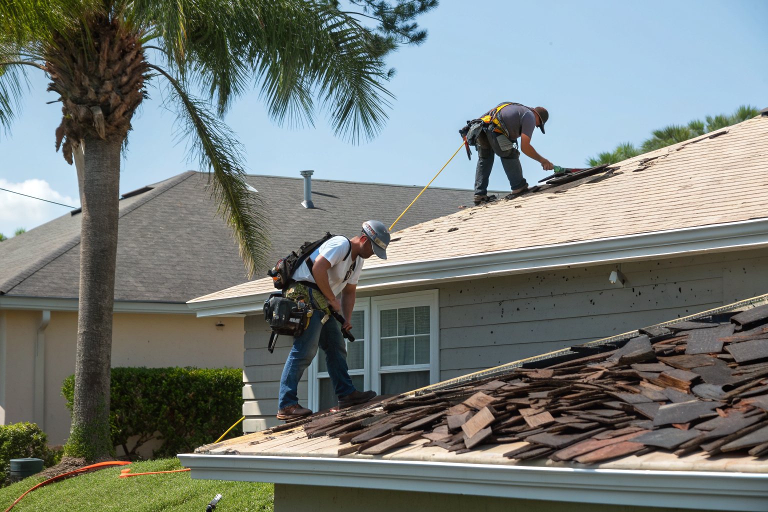 Roofers tearing old shingles off a one-story house down to the decking next to a palm tree
